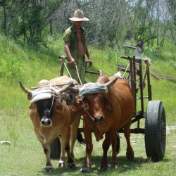 Cuba Transport